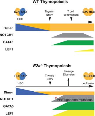 E Protein Transcription Factors as Suppressors of T Lymphocyte Acute Lymphoblastic Leukemia